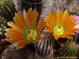 Echinocereus ctenoides